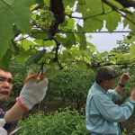 5月24日午前 八幡デラ肩取り_170530_0001